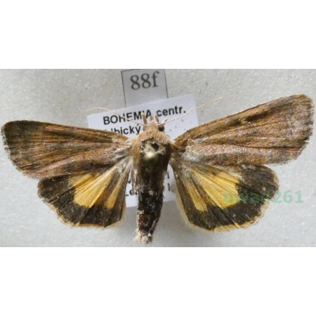 Noctua interjecta Hübner, 1803 Rolnica Czech88f